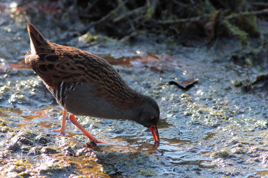 porciglione controluce